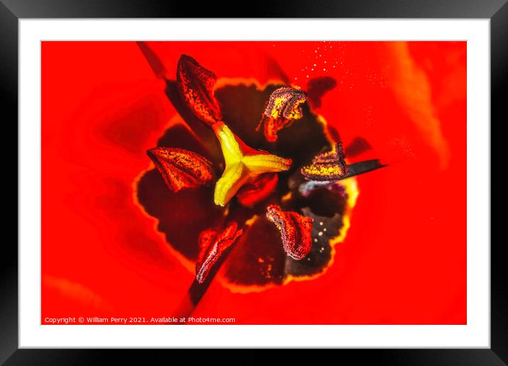 Red Darwin Tulip Blooming Framed Mounted Print by William Perry