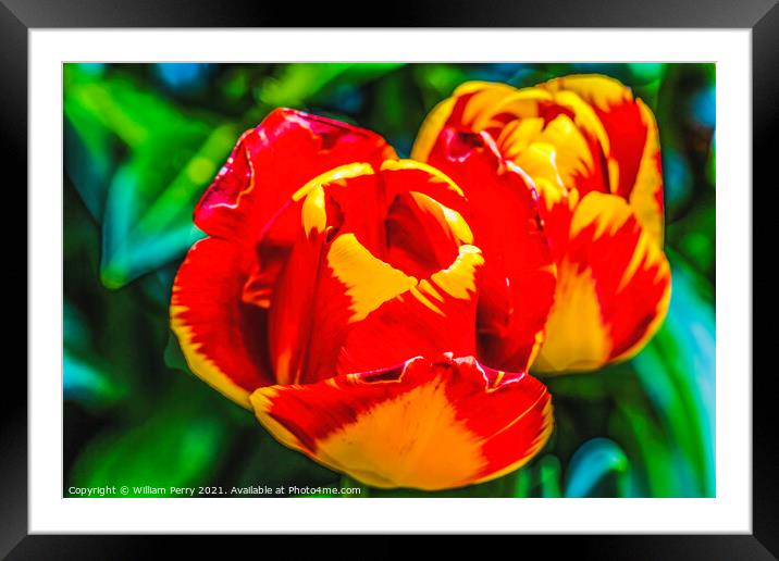 Red Yellow Banja Luka Tulips Blooming Macro Framed Mounted Print by William Perry