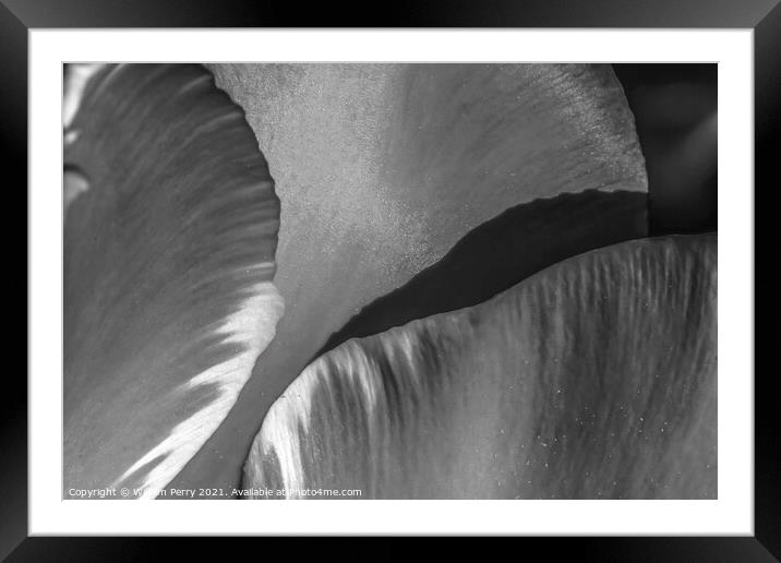 Black White Banja Luka Tulip Petals Blooming Macro Framed Mounted Print by William Perry