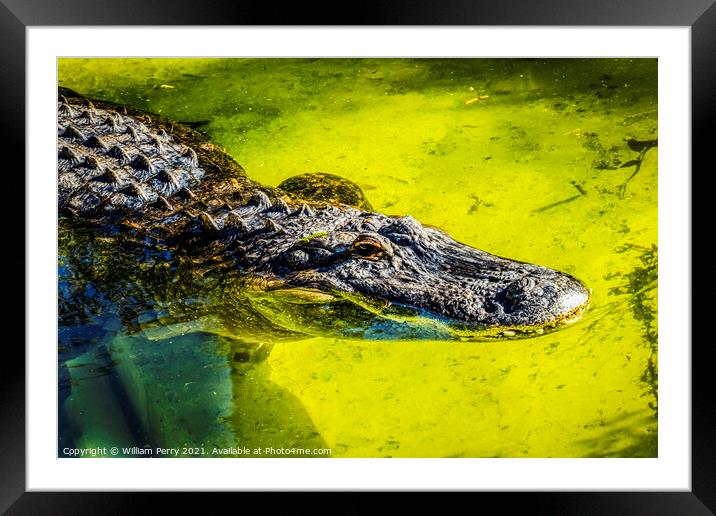 Large Powerful Alligator Framed Mounted Print by William Perry