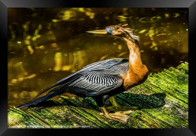 American Anhinga Darter Water Bird  Framed Print by William Perry