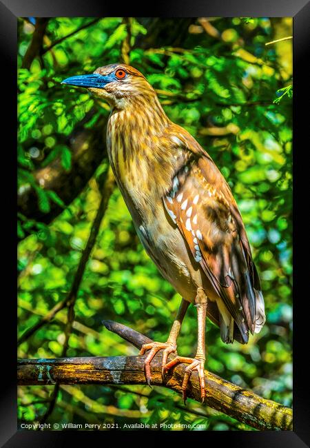 Juevinile Yellow-Crowned Heron Looking For Fish Florida Framed Print by William Perry