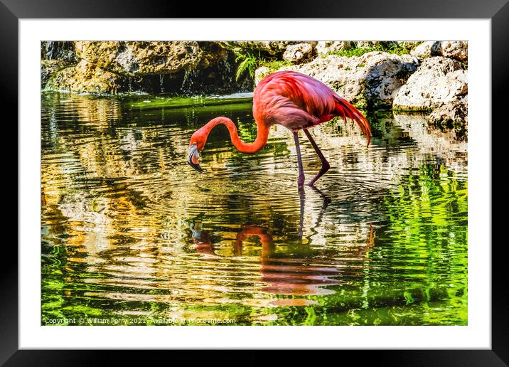 Colorful Pink American Flamingo Reflections Florida Framed Mounted Print by William Perry
