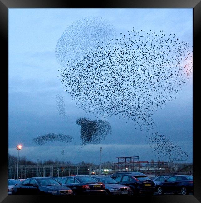 Murmuration of Starlings Framed Print by Wayne Molyneux