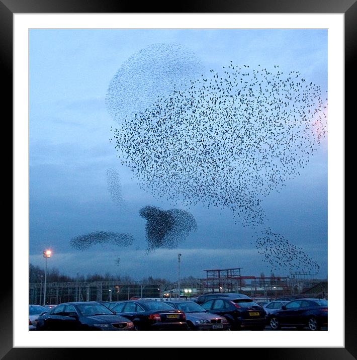 Murmuration of Starlings Framed Mounted Print by Wayne Molyneux