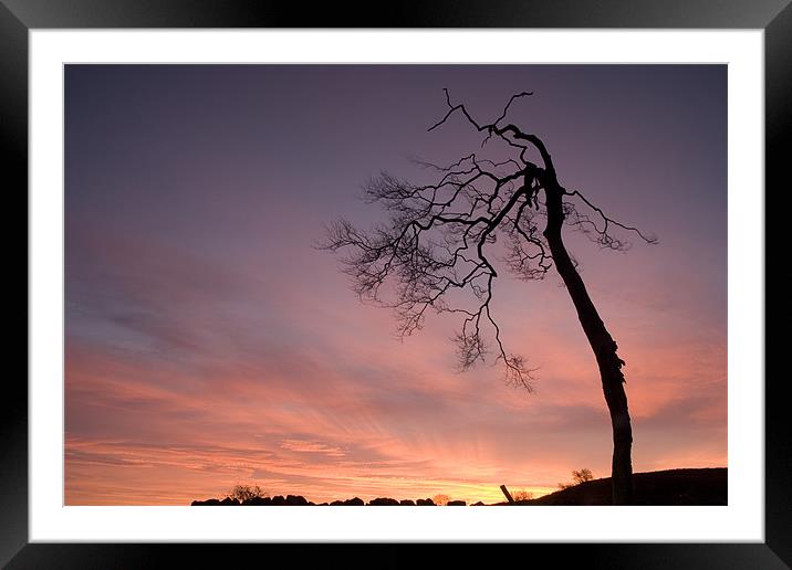 The Sentinel Tree Framed Mounted Print by Wayne Molyneux
