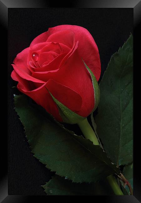Single Red Rose Framed Print by Wayne Molyneux