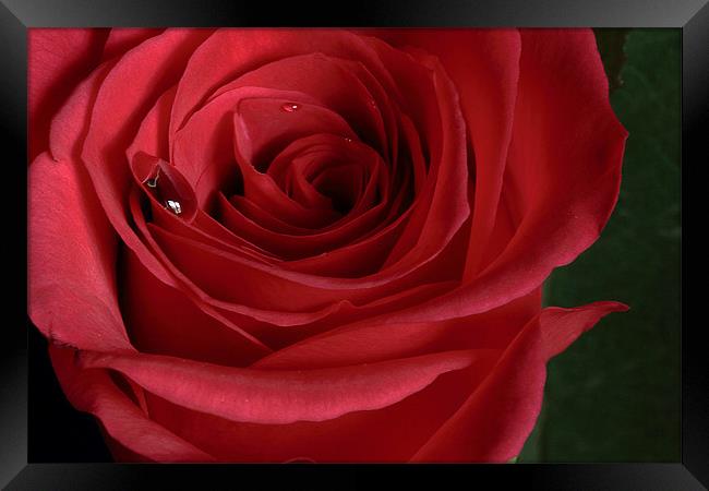 Single Red Rose Framed Print by Wayne Molyneux