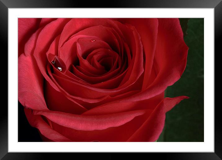 Single Red Rose Framed Mounted Print by Wayne Molyneux
