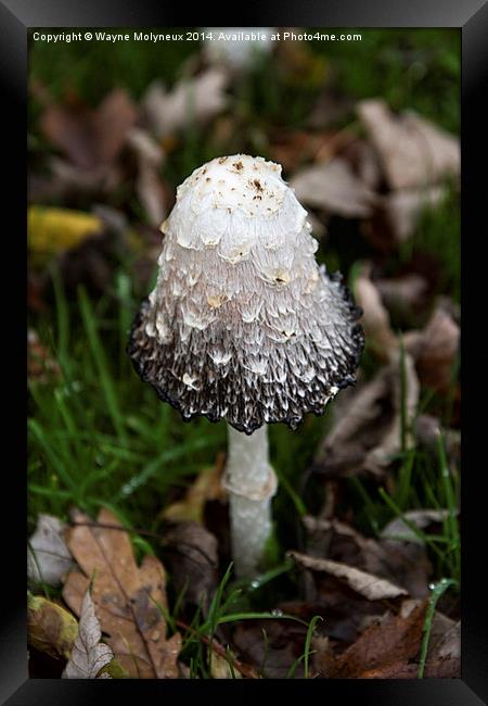 Fungi Coprinus Comatus Framed Print by Wayne Molyneux