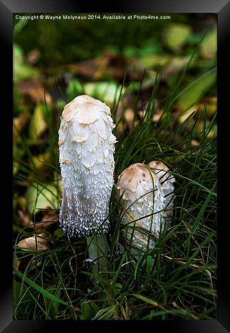 Fungi Coprinus Comatus  Framed Print by Wayne Molyneux