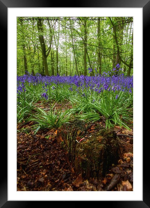  Tree stump and Bluebells Framed Mounted Print by Wayne Molyneux