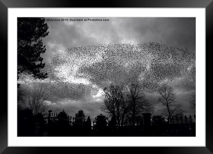  Starlings over Queens Framed Mounted Print by Wayne Molyneux