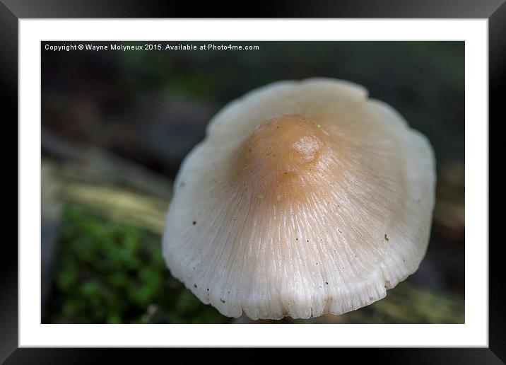 Poached Egg Fungus Framed Mounted Print by Wayne Molyneux