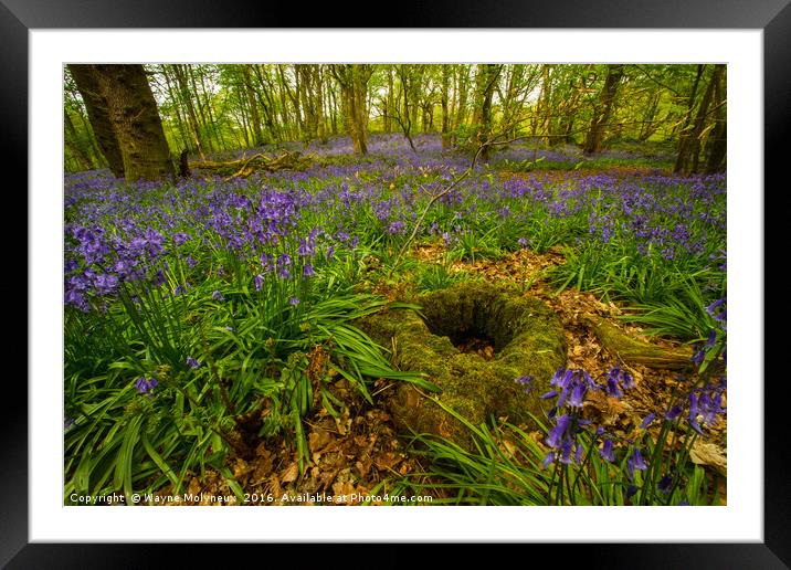 Lawton Woods Cheshire Framed Mounted Print by Wayne Molyneux