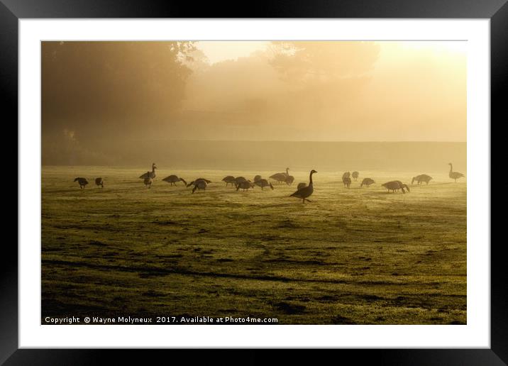 Canada Geese at Dawn Framed Mounted Print by Wayne Molyneux