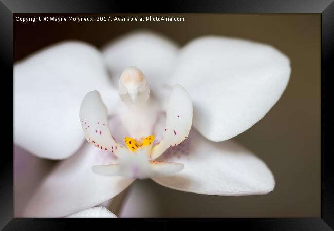 White Moth Orchid Framed Print by Wayne Molyneux