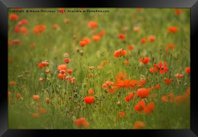 Worcestershire Poppy Field Framed Print by Wayne Molyneux