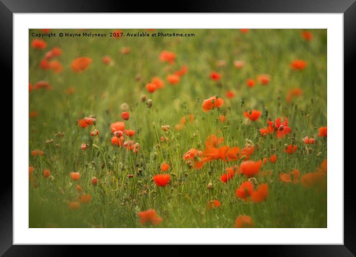 Worcestershire Poppy Field Framed Mounted Print by Wayne Molyneux