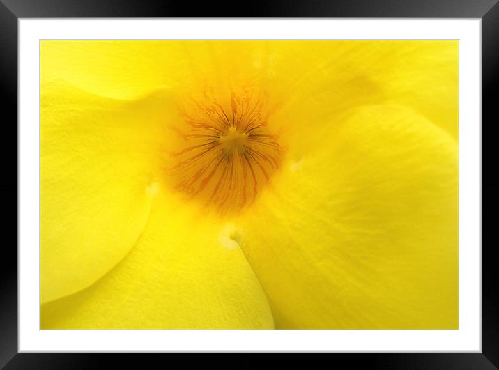 Mellow yellow Framed Mounted Print by Wayne Molyneux