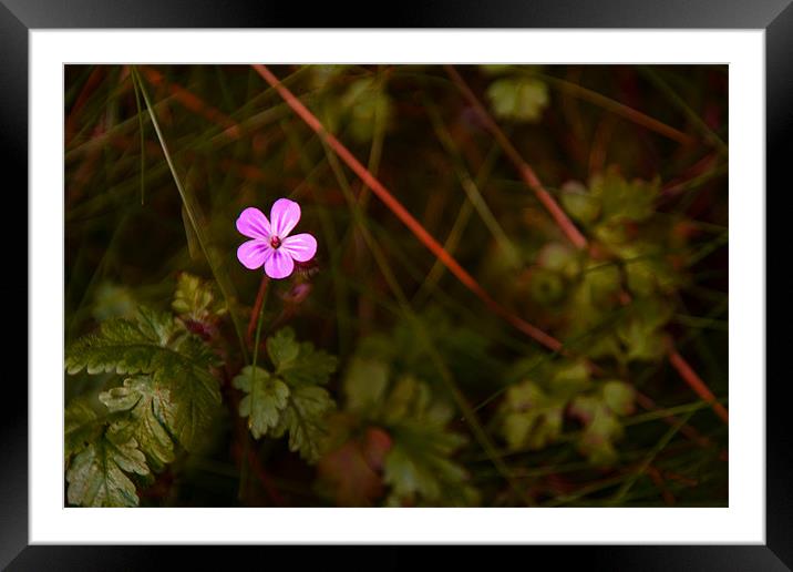 Herb Robert Framed Mounted Print by Wayne Molyneux