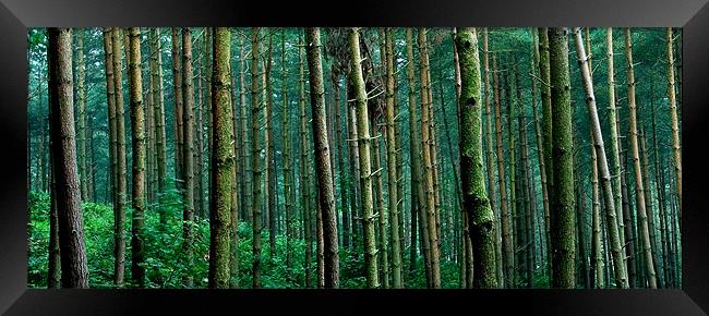 Wood for the Trees Framed Print by Wayne Molyneux