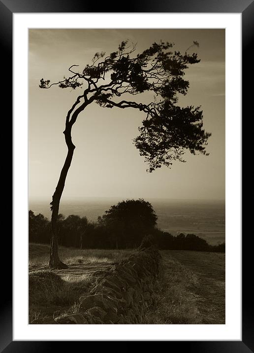Windswept Tree Framed Mounted Print by Wayne Molyneux