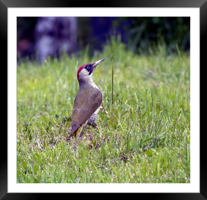 European green female woodpecker bird with long and sharp beak a Framed Mounted Print by Arpan Bhatia