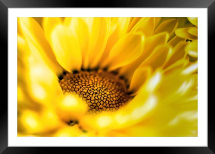 Vibrant yellow daisy sunflower extreme macro close up shot selective focus and gradually going out of focus petals. Beauty in nature background or wallpaper fine art Framed Mounted Print by Arpan Bhatia