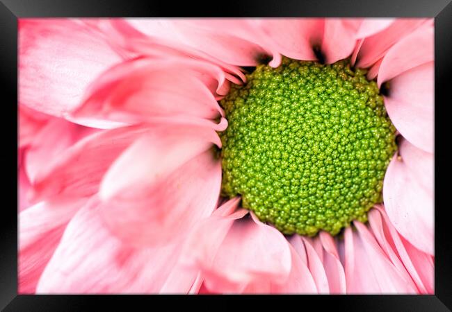 echinacea purpurea moench Exteme macro close up selective focus of a purple pink daisy cone flower with petals. Beauty in nature background or wallpaper fine art. Framed Print by Arpan Bhatia