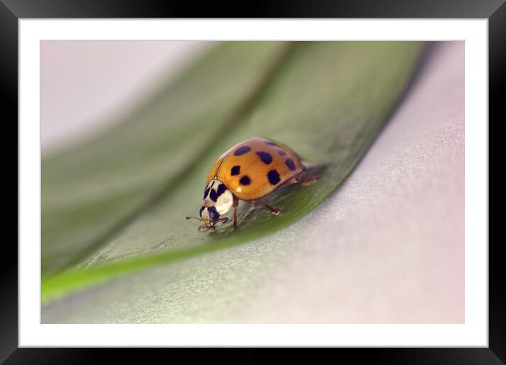 A macro closeup of a lady beetle bug with orange wings and black spots, common insect of europe. Coccinellidae sitting on a green leaf against white background Framed Mounted Print by Arpan Bhatia