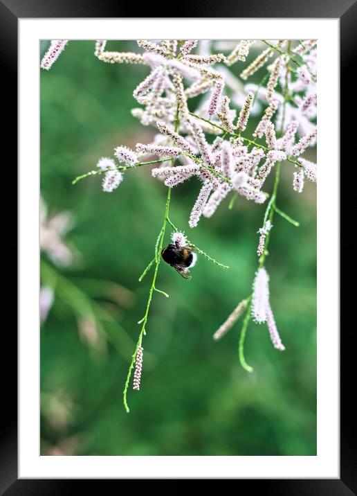 Close-up of pink flowers and buds of tamarix chinensis growing up on a branch with a bee sitting on one of its branch at a center of an image. Selective focus. Blurred background Framed Mounted Print by Arpan Bhatia