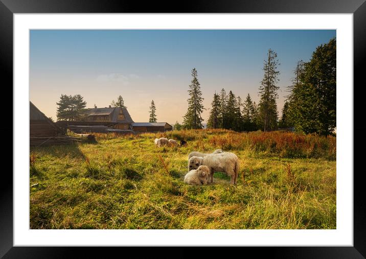 Flock of sheep in spring sunshine grazing, sitting and resting on a green grass against sunset or sunrise. Meadow farm field in countryside concept. Framed Mounted Print by Arpan Bhatia