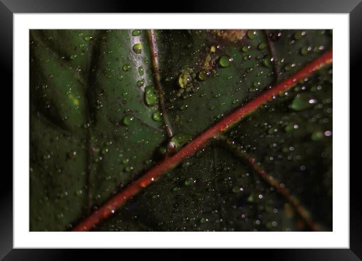 Abstract green background. Macro Croton plant leaf with water drops. Natural backdrop for brand design, selective focus of a leaf detailed shot showing veins Framed Mounted Print by Arpan Bhatia