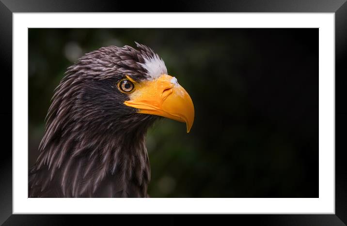 Close up portrait of a Steller's sea eagle, also known as Pacific sea eagle or white-shouldered eagle, is a large diurnal bird of prey in the family Accipitridae, Haliaeetus pelagicus Framed Mounted Print by Arpan Bhatia