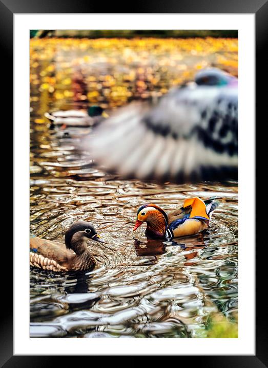 The truly impressive plumage of a male Mandarin duck, seen in a duckpond, with other birds Framed Mounted Print by Arpan Bhatia
