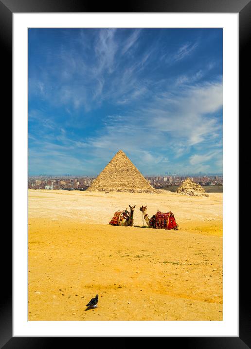 Two camels sitting in front of the great pyramids in Giza in the desert during a sunny warm day in summer, Egypt Framed Mounted Print by Arpan Bhatia