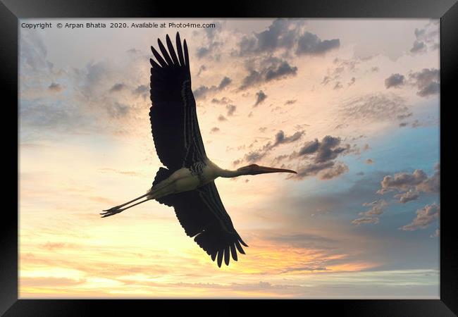Flying painted stork bird before the dramatic suns Framed Print by Arpan Bhatia