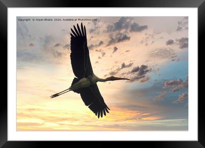 Flying painted stork bird before the dramatic suns Framed Mounted Print by Arpan Bhatia