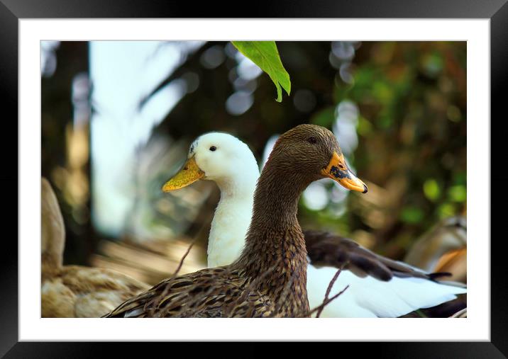 Mallard, a species of Geese Framed Mounted Print by Arpan Bhatia