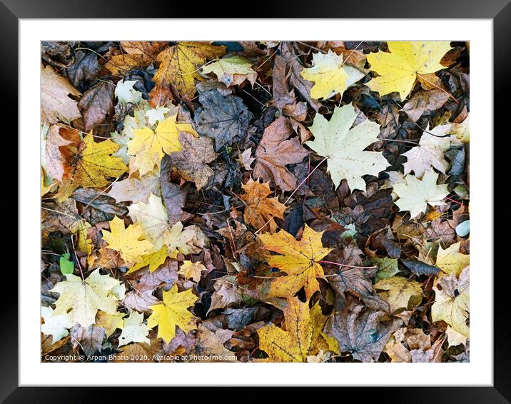 Abstract background leaves pattern ,colorful fallen leaves in fall before winter. Framed Mounted Print by Arpan Bhatia