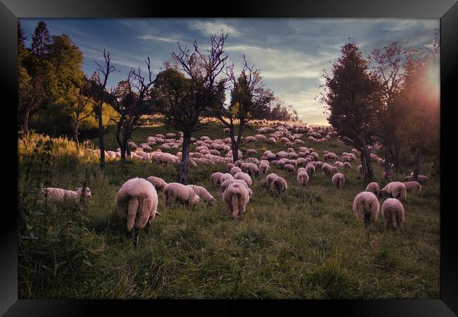 Bielsko Biala, South Poland: Traditional sheep grazing in the open field of Polish Beskid mountain park in the open Silesia Pieniny mountain meadow against dramatic sunset Framed Print by Arpan Bhatia