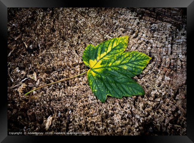Lonely Fallen Leaf Framed Print by Adele Loney