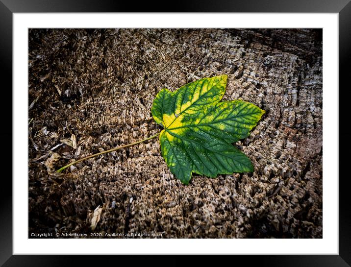 Lonely Fallen Leaf Framed Mounted Print by Adele Loney