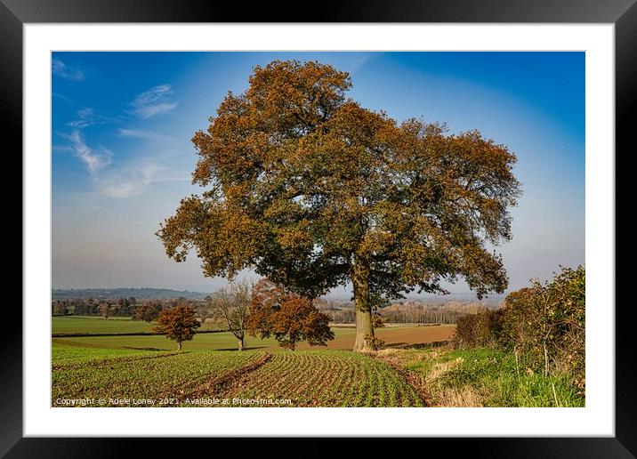 Herefordshire Trees in Autumn Framed Mounted Print by Adele Loney