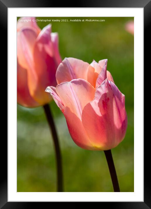 Pink lady tulip Framed Mounted Print by Christopher Keeley