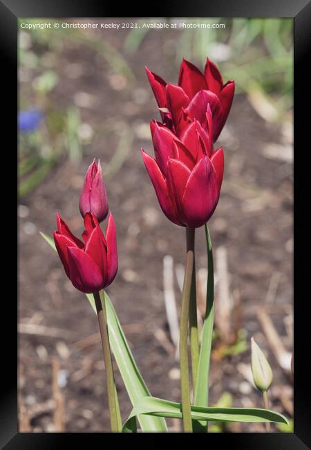 Red tulips Framed Print by Christopher Keeley