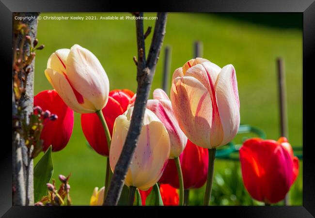 Beautiful pink tulips Framed Print by Christopher Keeley