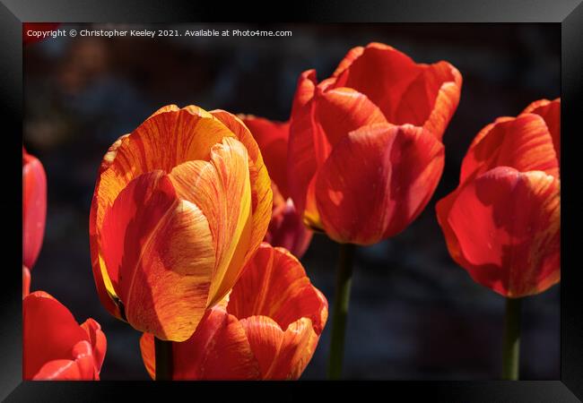 Beautiful orange tulips Framed Print by Christopher Keeley