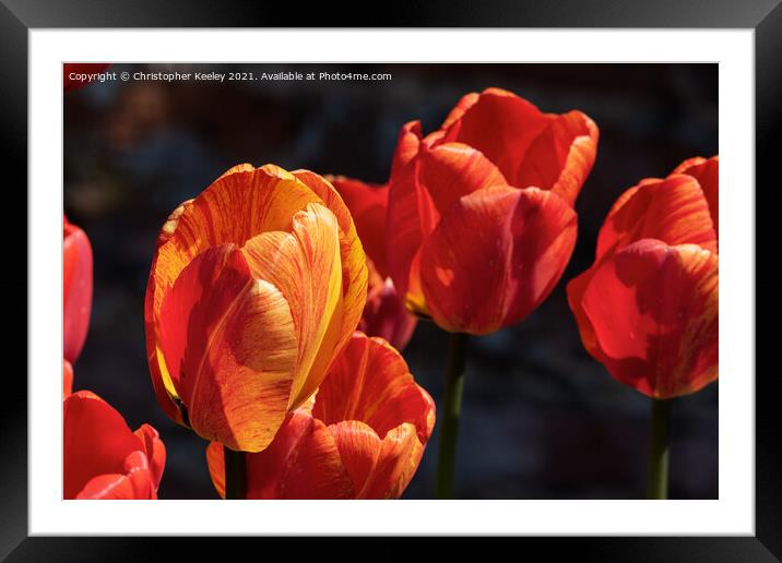 Beautiful orange tulips Framed Mounted Print by Christopher Keeley